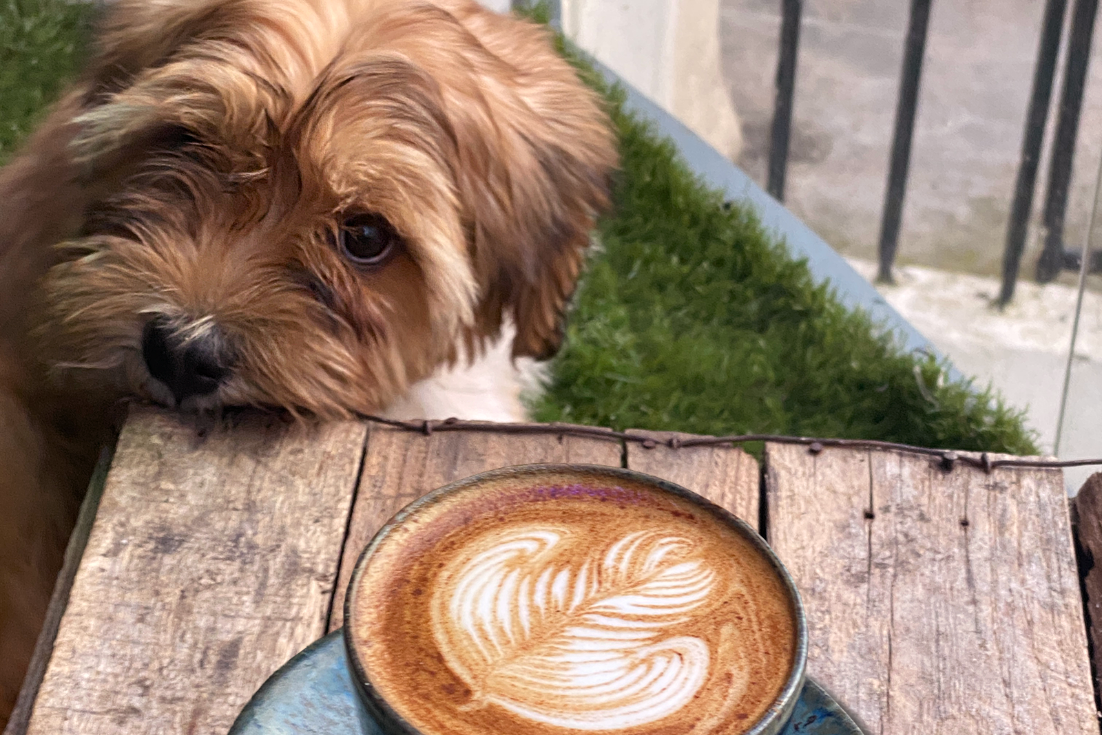 A dog at The Find cafe