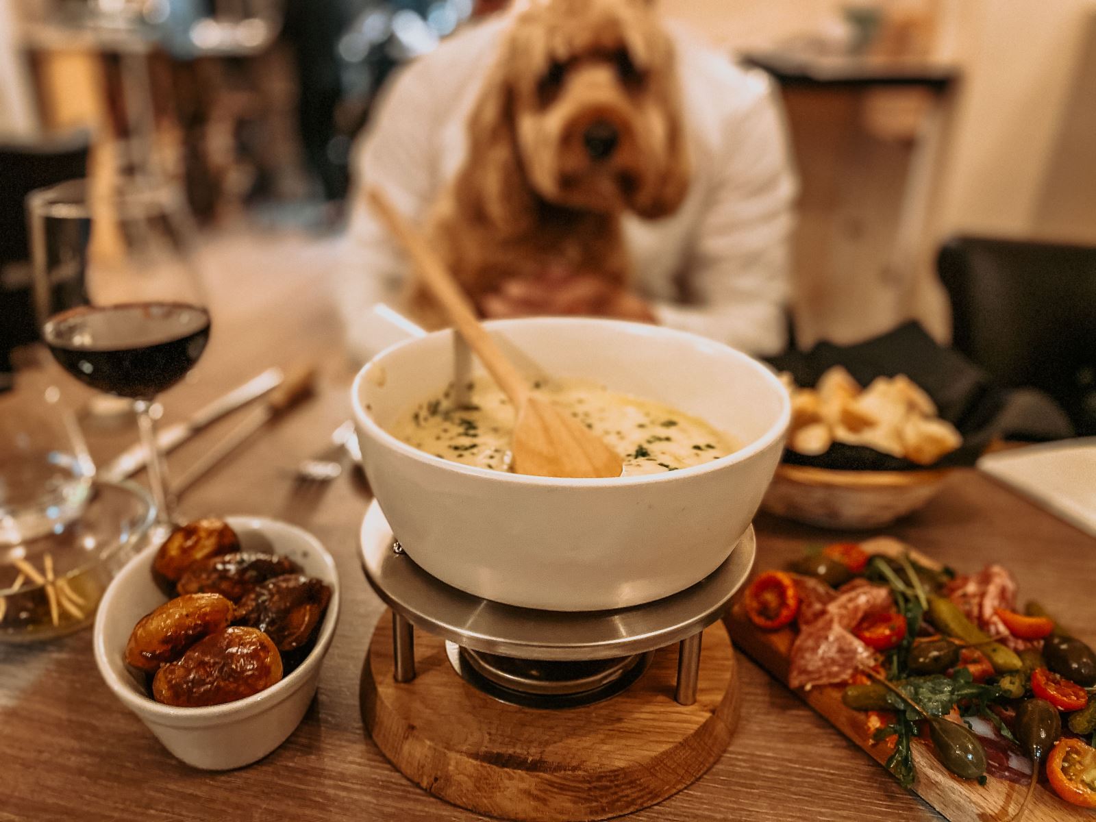 Domain 16 - Dog friendly restaurants Cheltenham 