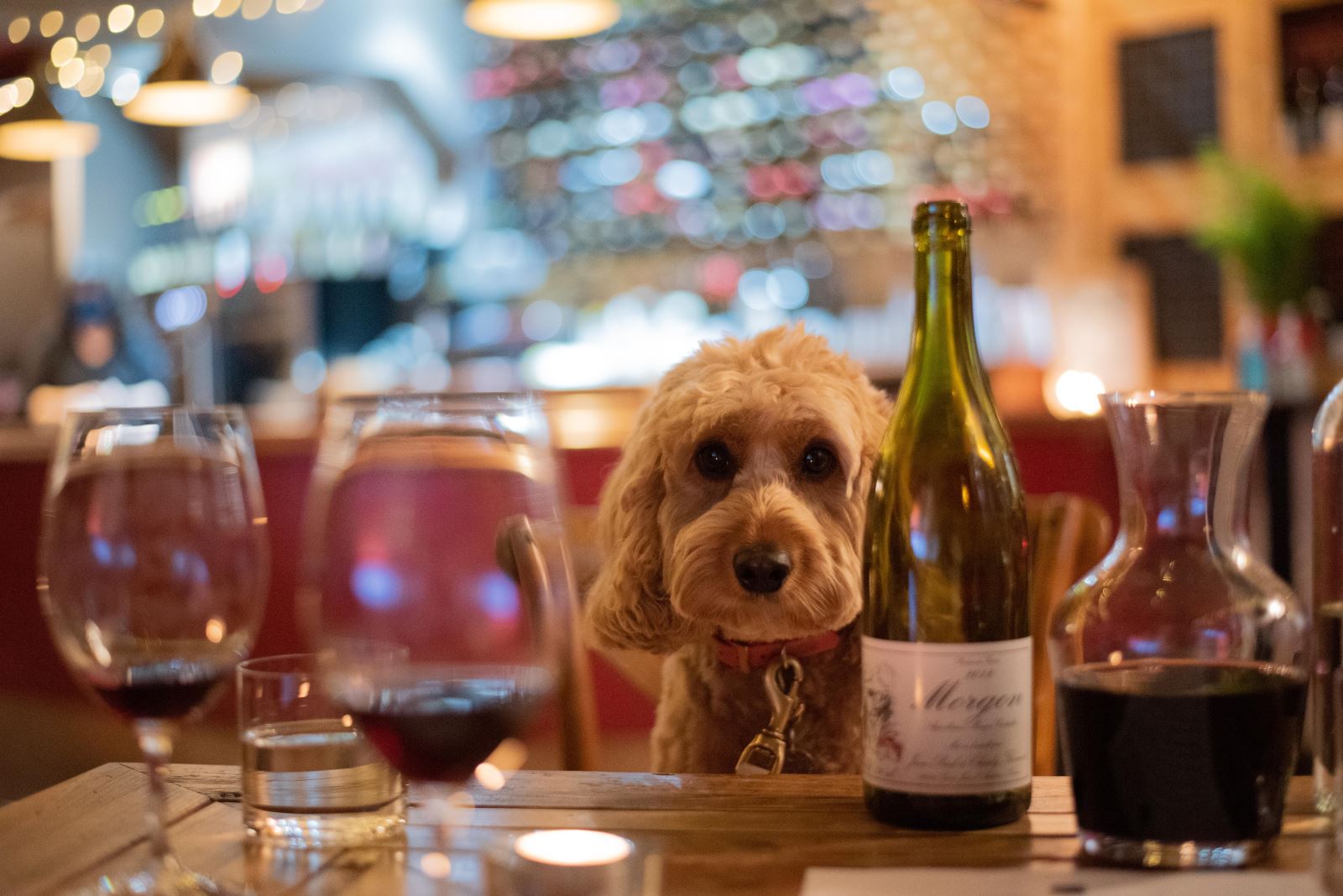Grape Escape - Dog friendly bar Cheltenham 