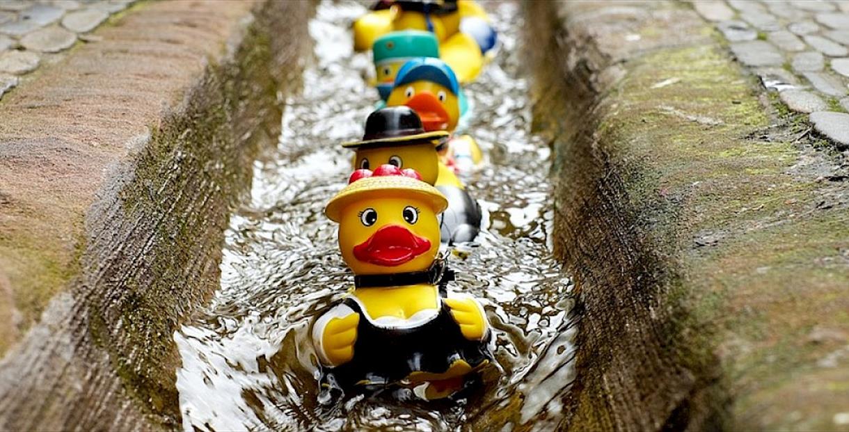 Rubber Duck in a stream