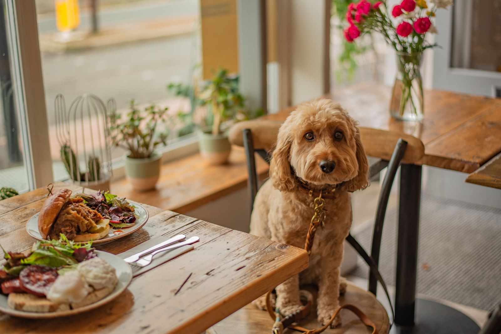 No 85 - Dog friendly cafes Cheltenham 