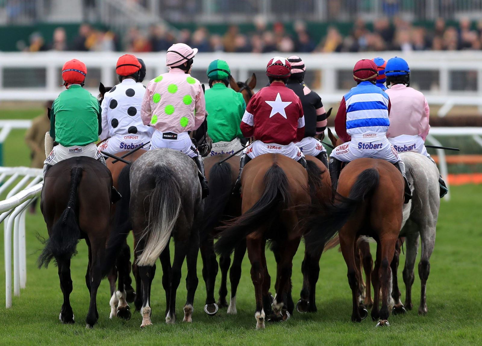 Horses with jockeys at Cheltenham Racecourse