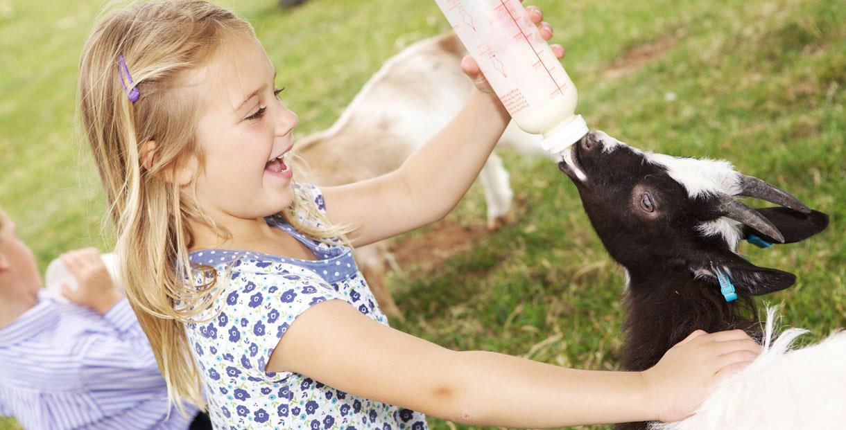 Girl feeding baby goat at Cotswold Farm Park