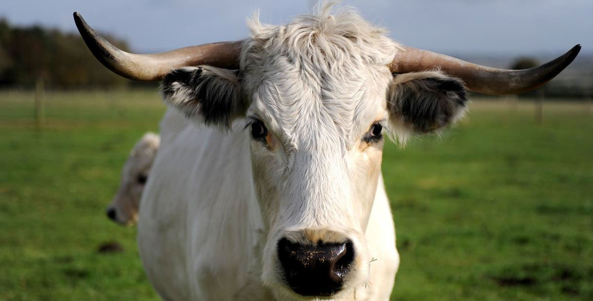 Cow at Cotswold Farm Park