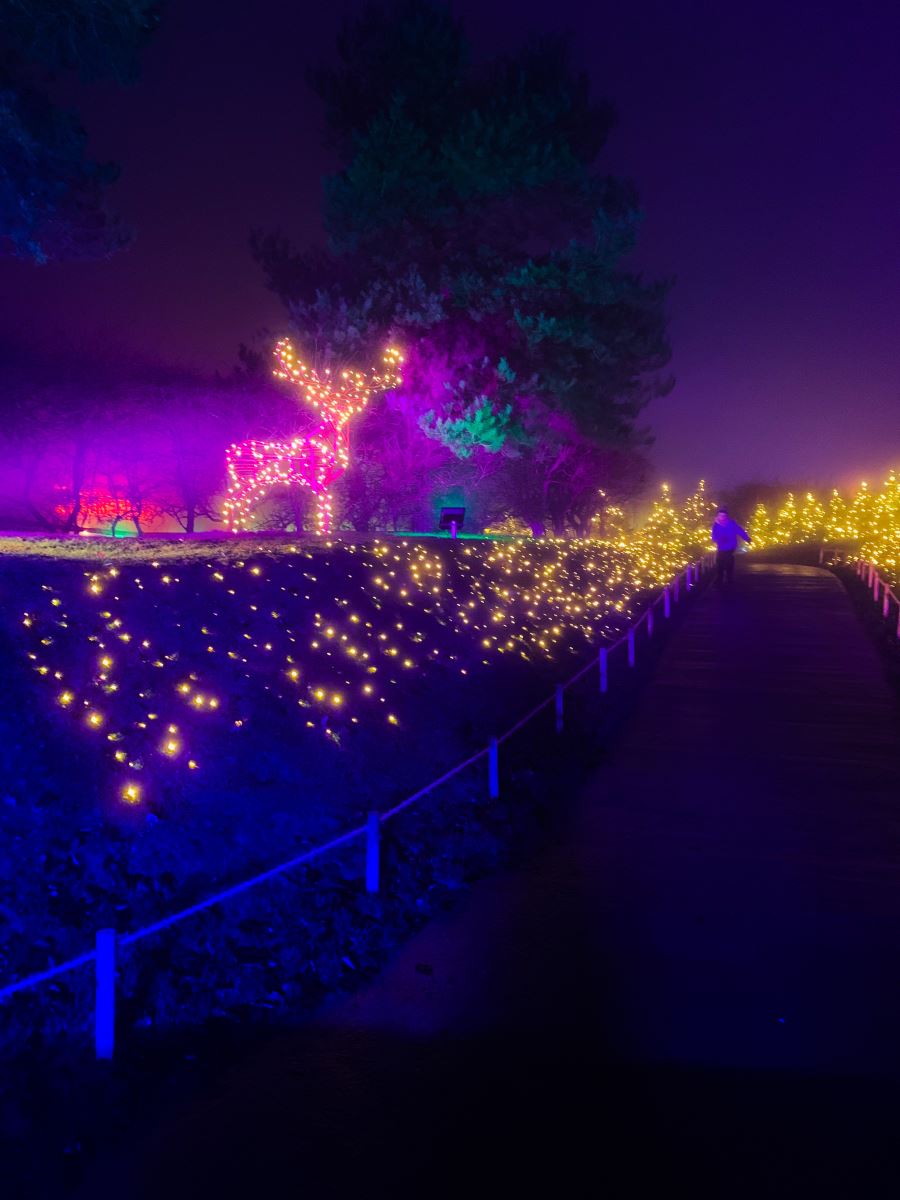Enchanted light trail Cotswold Farm Park review 2020