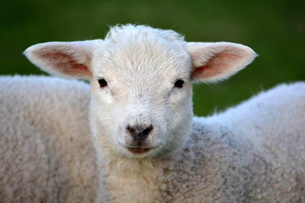 A lamb