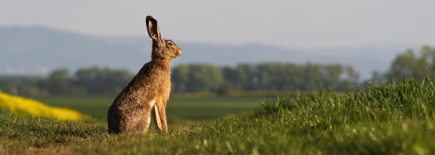 Photograph of a wild hare in the countryside surrounding Cheltenham