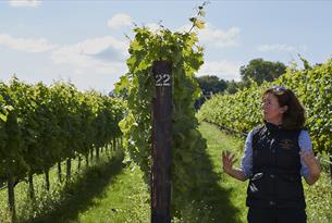 Vine & Orchard Adventures - Conferences and Events