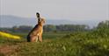 Photograph of a wild hare in the countryside surrounding Cheltenham