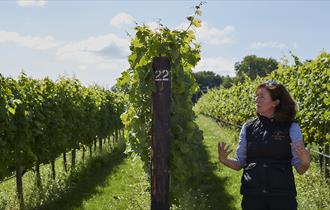 Vine & Orchard Adventures - Conferences and Events