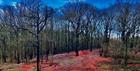 Woods